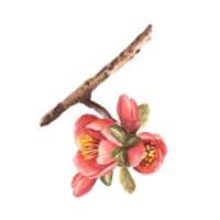 vattenfärg hand dragen arrangemang av blommor, knoppar och löv av kvitten, äpple eller japansk päron, gren träd, vår blomning växt ClipArt illustration för klistermärken, etiketter png