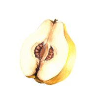Hand painted watercolor of yellow ripe juicy quince fruit cut in half with seeds inside. Clipart illustration for sticker, food or drink label, printing, logo. png