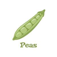 Green pea Vector image. Isolate on a white background. Element for cards, packaging design.