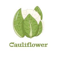 Cauliflower icon in flat style.Isolated object.Cauliflower logo. Isolated object.Vegetable from the garden.Organic food. vector