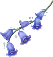 jacinthe des bois fleur aquarelle isolé png