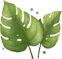 monstera blad vattenfärg grön png