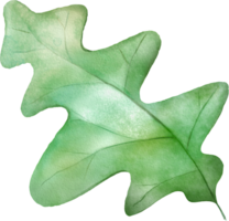 hoja acuarela aislado png