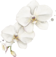 orchidée fleur aquarelle isolé png