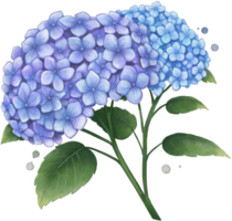 hortensia flor acuarela aislado png