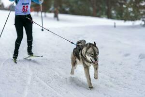 Sled dog racing. Husky sled dogs team in harness run and pull dog driver. Winter sport championship competition. photo