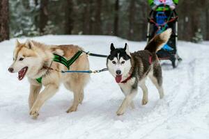 Sled dog racing. Husky sled dogs team in harness run and pull dog driver. Winter sport championship competition. photo