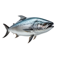 ai genererad vild bluefin tonfisk fånga av de dag, näringsrik protein för skaldjur entusiaster, generativ ai png