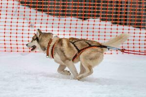 Sled dog racing. Husky sled dogs team in harness run and pull dog driver. Winter sport championship competition. photo