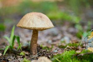 Leccinum versipelle mushroom in autumn forest. Orange birch bolete. Edible healthy meal. photo