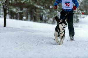 trineo tirado por perros. Conductor de perro de trineo tirado por perros husky. competición de campeonato deportivo. foto