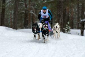 Sled dog racing. Husky and dobermans sled dogs team pull a sled with dog musher. Winter competition. photo