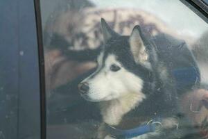 Husky dog in car, cute pet. Dog waiting for walking before sled dog training and race. photo