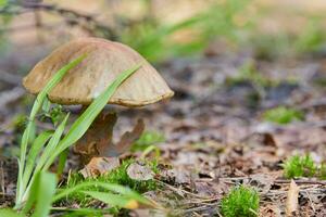 Leccinum versipelle mushroom in autumn forest. Orange birch bolete. Edible healthy meal. photo