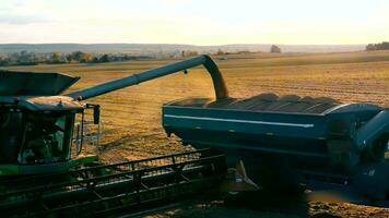 Loading of harvested soybeans for transportation. Soybean harvest. Agriculture. video