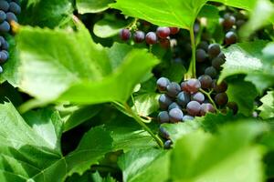 Bunch of red grapes on vineyard. Table red grape with green vine leaves. Autumn harvest of grapes for making wine, jam and juice. Sunny september day. photo