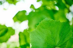 Grape leaves in vineyard. Green vine leaves at sunny september day. Soon autumn harvest of grapes for making wine, jam, juice, jelly, grape seed extract, vinegar, and grape seed oil. photo