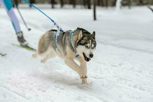 carreras de perros de trineo. equipo de perros de trineo husky en arnés corre y tira del conductor del perro. competición de campeonato de deportes de invierno. foto