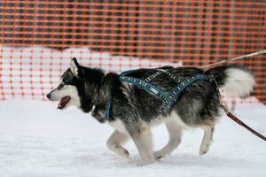 carreras de perros de trineo. equipo de perros de trineo husky en arnés corre y tira del conductor del perro. competición de campeonato de deportes de invierno. foto