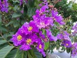 Beautiful purple crape myrtle blooms on the island of Lombok, Indonesia photo