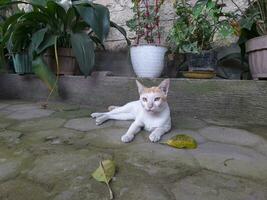 a white cat relaxing in front of the house photo