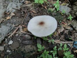 lepiota es un género de agallado hongos en el familia agaricáceas. foto