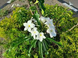 blanco plumeria pudica flores son en lleno floración en el jardín, entonces hermosa y encantador foto