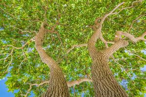 Tall tree in the forest in warm sunlight. Spring summer green forest trees. nature greenery wood sunlight backgrounds. Ecology landscape, blue sky sunny trunk, dramatic old tree from low point of view photo