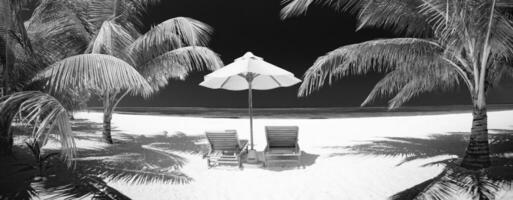 Dramatic summer beach landscape. Luxury vacation holiday summer travel in black and white. Panoramic landscape beach chairs umbrella, palm leaf dark monochrome sky paradise island. Fine art beach photo