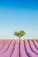 Panoramic sunny lavender field summer landscape near Valensole Provence, France. Stunning nature landscape with lavender field under blue cloudy sky. Purple flowers, idyllic relaxing natural scenic photo