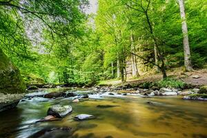 Green forest creek, stream of the Alps mountains. Beautiful water flow, sunny colorful mossy rocks nature landscape. Amazing peaceful and relaxing mountain nature scene, spring summer adventure travel photo