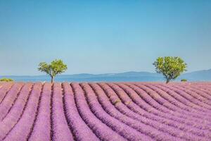 Panoramic sunny lavender field summer landscape near Valensole Provence, France. Stunning nature landscape with lavender field under blue cloudy sky. Purple flowers, idyllic relaxing natural scenic photo