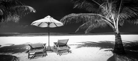 Dramatic summer beach landscape. Luxury vacation holiday summer travel in black and white. Panoramic landscape beach chairs umbrella, palm leaf dark monochrome sky paradise island. Fine art beach photo