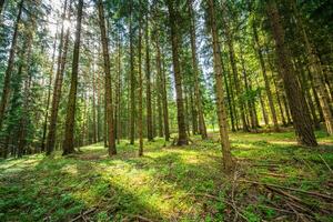 Beautiful forest path landscape background. Bright green leaves, spring summer trail in the forest. Hiking adventure, freedom recreational nature activity concept. Trees under sun rays, lush foliage photo