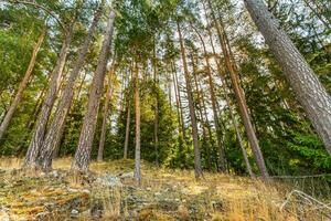 Beautiful forest path landscape background. Bright green leaves, spring summer trail in the forest. Hiking adventure, freedom recreational nature activity concept. Trees under sun rays, lush foliage photo