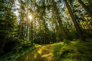 Beautiful forest path landscape background. Bright green leaves, spring summer trail in the forest. Hiking adventure, freedom recreational nature activity concept. Trees under sun rays, lush foliage photo