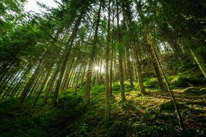 hermoso fondo de paisaje de camino forestal. hojas verdes brillantes, sendero de primavera verano en el bosque. aventura de senderismo, concepto de actividad de naturaleza recreativa de libertad. árboles bajo los rayos del sol, follaje exuberante foto