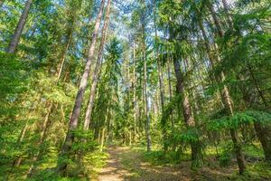 Beautiful forest path landscape background. Bright green leaves, spring summer trail in the forest. Hiking adventure, freedom recreational nature activity concept. Trees under sun rays, lush foliage photo