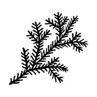 Spruce branch in doodle style. Hand drawn vector illustration of winter tree twig isolated on white backdrop. Evergreen sprig of pine, fir, spruce.