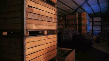 Potatoes in wooden crates in stock video