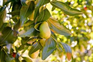 pears on a tree photo