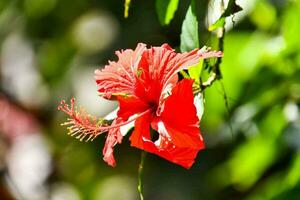 a red flower is on a branch in the sun photo