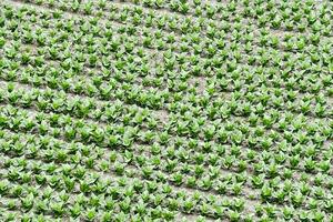 un campo de verde plantas creciente foto