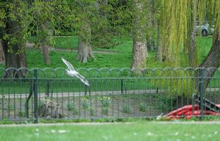 Beautiful Public Park of England photo