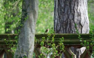 Garden at Local Public Park of England photo