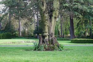 Garden at Local Public Park of England photo