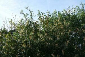 Garden at Local Public Park of England photo