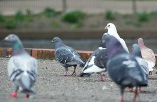 Cute Birds at Local Public Park photo