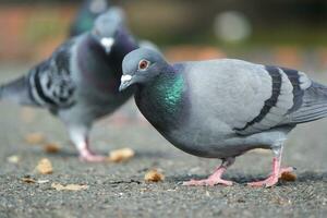 Cute Birds at Local Public Park photo