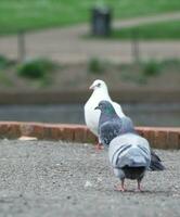 Cute Birds at Local Public Park photo